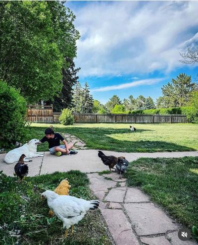 Rob&rsquo;s son sitting on a garden path in the backyard with the family dog and their chickens.